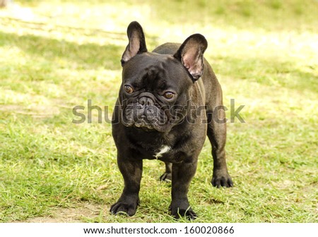 A small,young,beautiful,black French Bulldog standing on the lawn. Frenchies have distinct bat ears, a short face and they are good companion dogs.