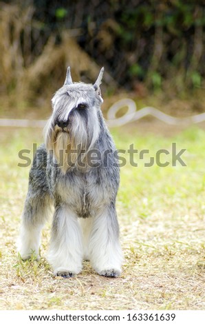 A small salt and pepper, gray Miniature Schnauzer dog standing on the grass, looking very happy. It is known for being an intelligent, loving, and happy dog