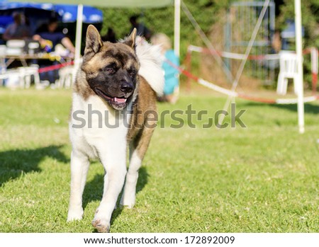 A front view of a sable, white and brown pinto American Akita dog running on the grass, distinctive for its plush tail that curls over his back and for the black mask. A large and powerful dog breed.