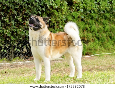 A profile view of a sable, white and brown pinto American Akita dog standing on the grass,distinctive for its plush tail that curls over his back and for the black mask. A large and powerful dog breed