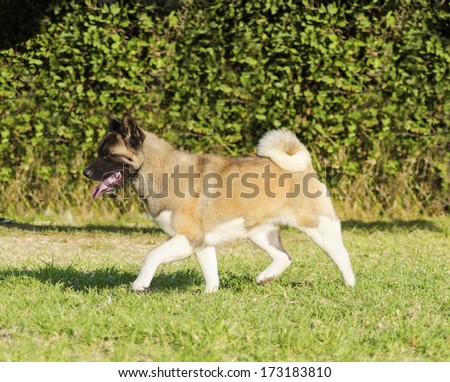 A profile view of a sable, white and brown pinto American Akita dog running on the grass, distinctive for its plush tail that curls over his back and for the black mask. A large and powerful dog breed