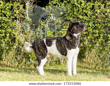 A profile view of a brindle, white and black, pinto American Akita dog standing on the grass, distinctive for its plush tail that curls over his back and black mask. A large and powerful dog breed.