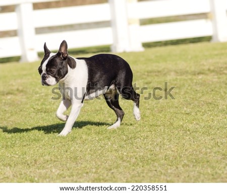 A small, young, beautiful, black and white Boston Terrier dog walking on the grass, aka Boston Bull. Boston Terriers are highly intelligent and easily trainable.