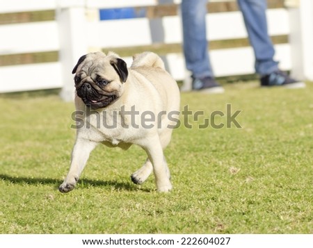 A small,young,beautiful,fawn Pug with a wrinkly short muzzled face running on the grass. The chinese pug is a happy dog with deep wrinkles, round head and curled tail over the back.