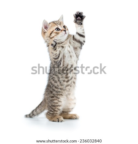 Similar – Image, Stock Photo british shorthair kitten jumping off table on gray background with copy space