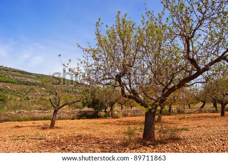 Almond tree field right before harvest on a late summer sunny day.
