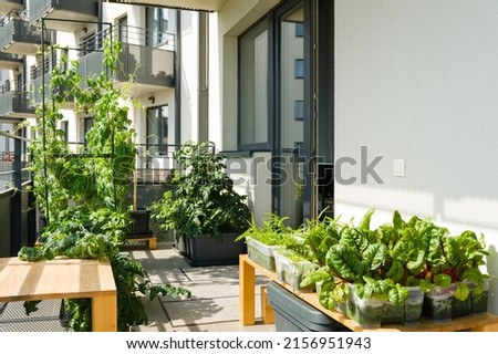 Urban balcony garden with chard, kangkung and other easy to grow vegetables Imagine de stoc © 