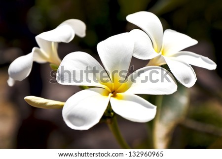 beautiful white frangipani flowers on dark background