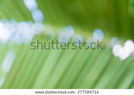 Blurred green palm leaf background for your design