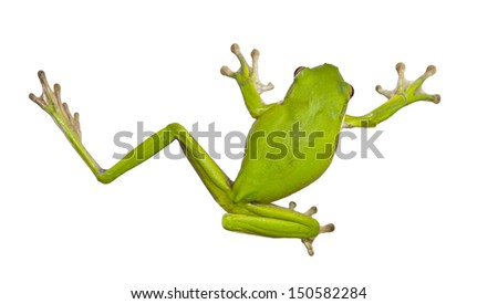 Green Australian tree frogs are docile and well suited to living near human dwellings. They are often found on windows or inside houses, eating insects drawn by the light.