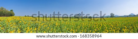 Panorama of Beautiful Sunflower field in Lopburi, Thailand