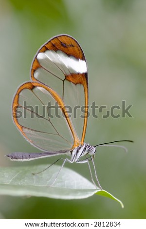 Similar – Image, Stock Photo Flight pause for butterflies