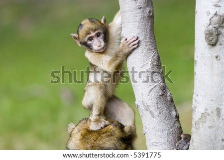 Cute young monkey stepping on its mothers head
