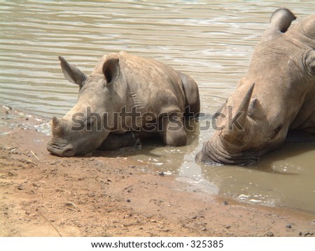 two white rhinos asleep in a mud pit in a south african reserve