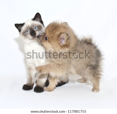 Cute puppy giving a kitten a kiss on a white background.