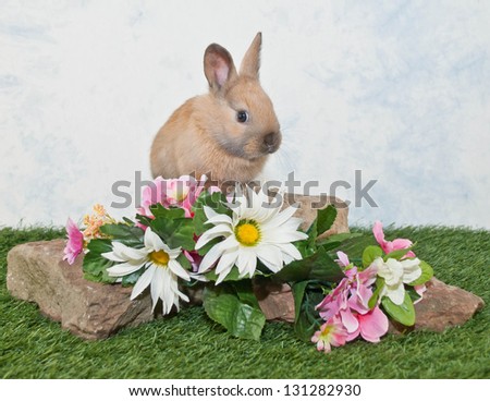 Little baby rabbit sitting on rocks with flowers around her.