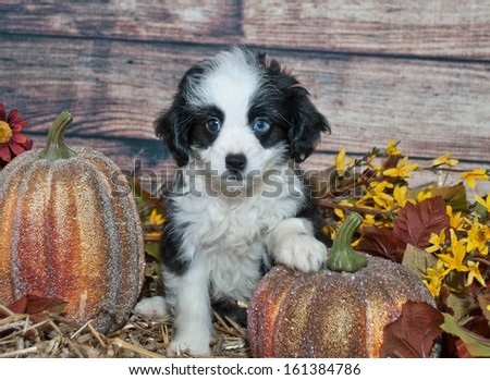 Cute black and white puppy in a fall setting.