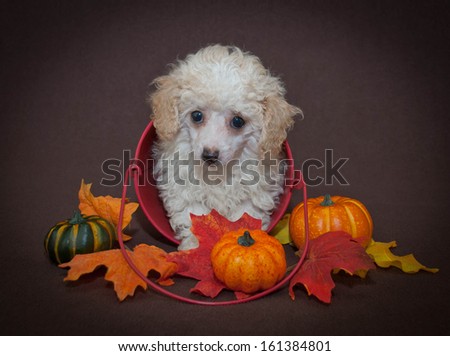 Very cute poodle puppy sitting in a bucket with fall decor around her.