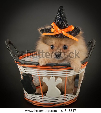 Cute little Pom puppy wearing a witch hat sitting in a Halloween basket on a black background.