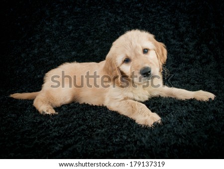 A cute little Goldendoodle puppy laying on a black background.
