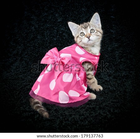 A sweet kitten wearing a cute little pink poke a dot dress on a black background.