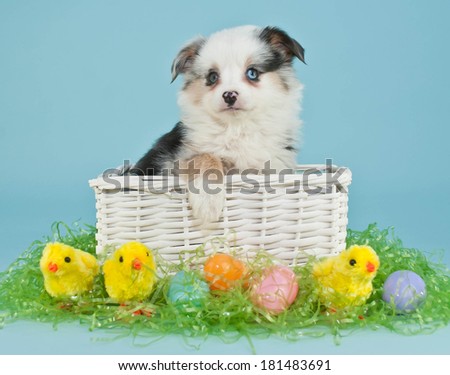 A cute little Australian Shepherd puppy sitting in an Easter basket with Easter eggs and baby chicks around her.