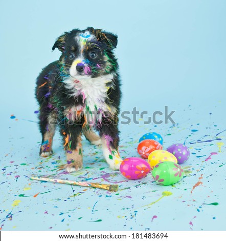 A silly little  Australian Shepherd puppy that looks like he had to much fun painting Easter eggs.