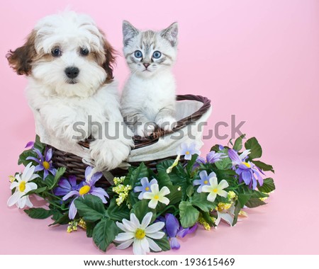 Puppy and kitten sitting in a basket with flowers around them with copy space.