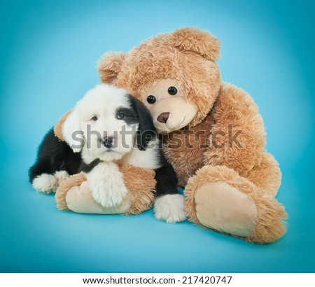 Sweet little Sheepdog puppy snuggling with his teddy bear friend on a blue background.