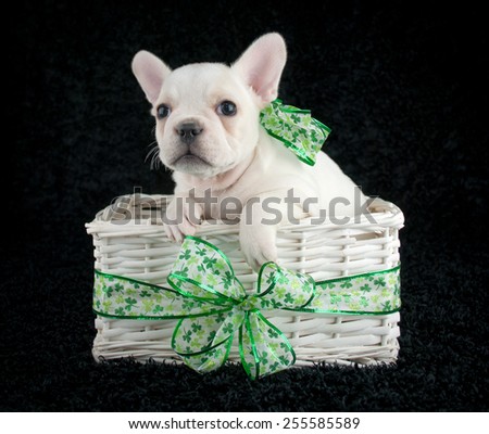 Little French Bulldog puppy sitting in a basket with shamrock ribbon around it wearing a shamrock bow on a black background.