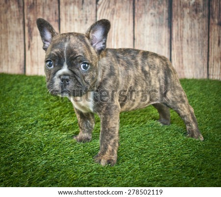 Tiny little French Bulldog puppy standing in the grass with a wooden fence behind him.