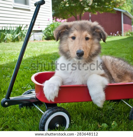 Cute Collie puppy laying in a wagon sitting in the grass outside.
