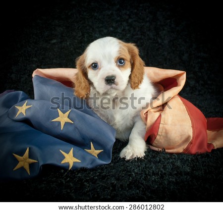 Cute little King Cavalier puppy sitting on a black background with an  America flag wrapped around him.