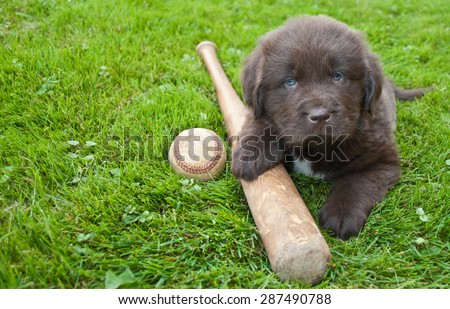 Very cute Newfoundland puppy laying in the grass outdoors with a baseball bat and ball, with copy space.