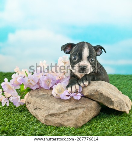 Cute Boston Terrier puppy laying on rocks outdoors with flowers around her, with copy space.