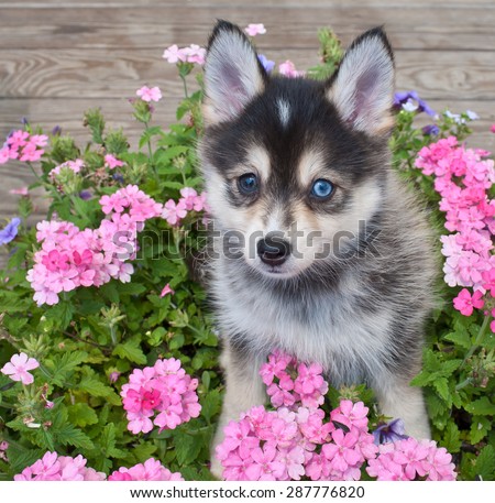 Sweet little Pomsky puppy sitting outdoors with flowers around her,