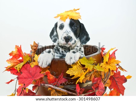 Silly Dalmatian puppy sitting in a bucket with fall leaves around him with a fall leaf that looks like it fell on his head, on a white background.