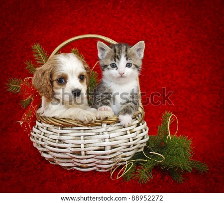 Christmas puppy and kitten sitting in a basket together on a red background, with copy space.
