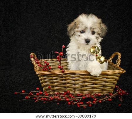 Christmas puppy sitting in a basket on a black background.