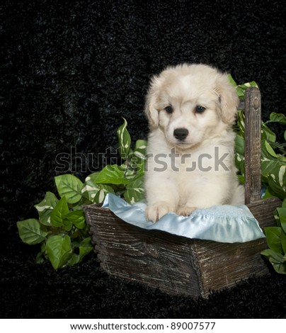 Cute buff puppy sitting in a basket with ivy and a blue blanket on a black background.