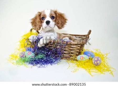 Very Sweet King Cavalier Puppy Sitting In An Easter Basket With Easter ...