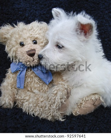 Sweet little Westie puppy with his teddy bear.