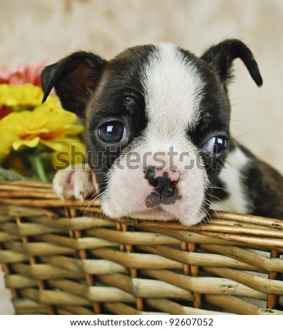 Super cute black and white Boston puppy laying his head on his paw with flowers in the background.
