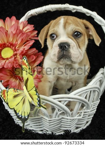 Bulldog puppy in a white basket with pink flowers and a pretty yellow butterfly on a black background.
