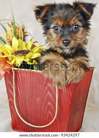 Cute Yorkie puppy in a bucket with fall flowers.