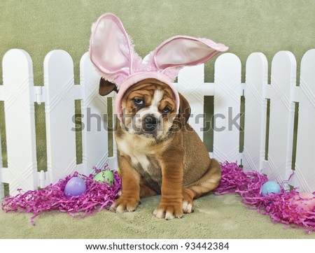 Silly Bulldog puppy wearing bunny ears all dressed up for Easter with a funny look on his face.