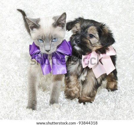 Super cute kitten and puppy together wearing pretty bows, on a white background.