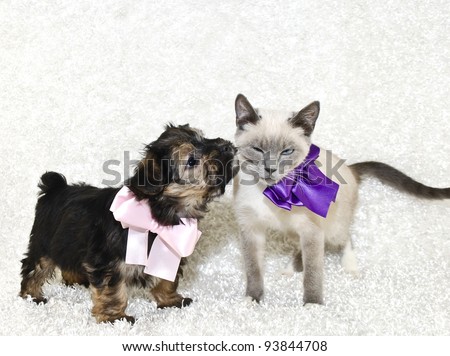 Puppy giving kisses to a not so willing kitten with a eww look on her face. On a white background with copy space.