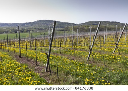 vineyard in south germany with dandelion.