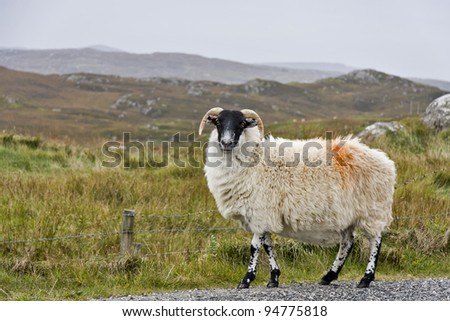 white sheep with black head in scottish landscape looking to the camera